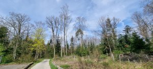 Photo Foret Payerne 20240405 131338