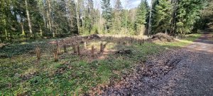 Photo Foret Rossens 20240316 134804